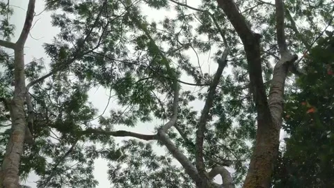 Tall trees with green leaves. Stock Footage 333690817