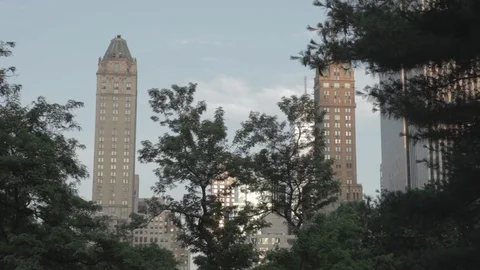Tall Trees Infront of Buildings Stock Footage 100903194