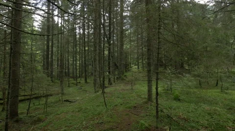 Tall trees inside a coniferous forest, Hunedoara Video stock 54599817