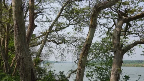 Tall Trees by Lake Stock-Footage 333959454