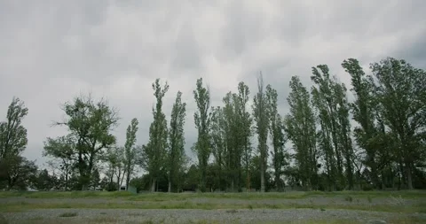 Tall trees lakeside Stock Footage 263921911