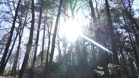 TALL TREES LENS FLARE Video stock 194047543