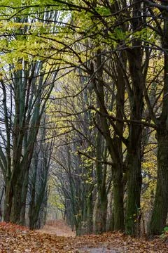 Tall trees line a path covered with fallen leaves in an autumn forest setting Stock Photos