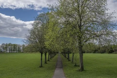 Tall trees line a winding path through lush green grass Stock Photos