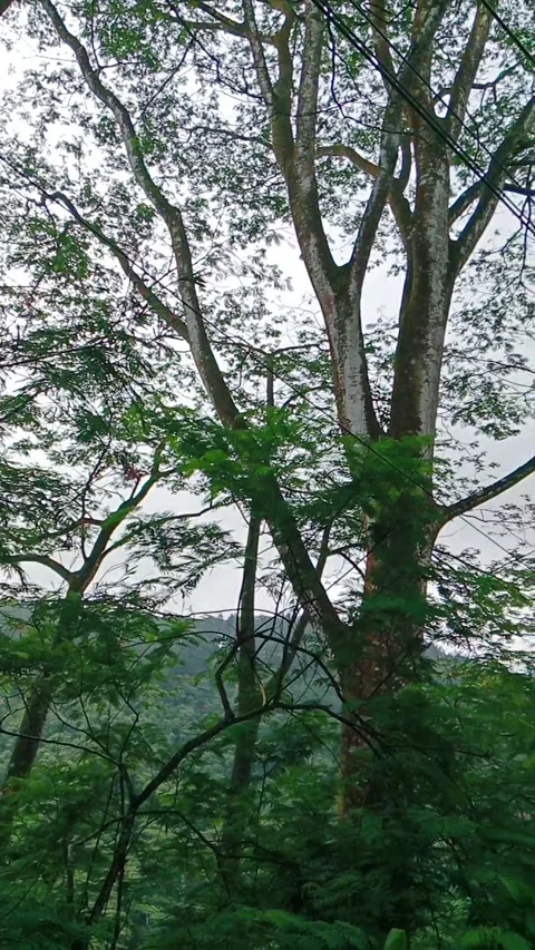 Tall trees lining a road in a lush green natural landscape Stock Footage 346335709