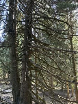 Tall trees with long branches are seen in a forest during a sunny day in au.. Stock Photos