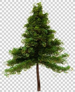 Tall trees look like pine trees. Full of green trees On a white background 3D Stock Illustration