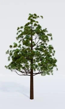 Tall trees look like pine trees. Full of green trees On a white background 3D Stock Illustration