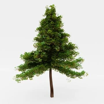 Tall trees look like pine trees. Full of green trees On a white background .. Stock Photos