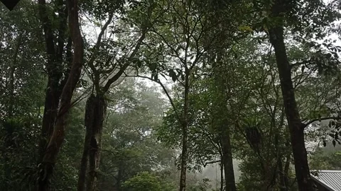 Tall trees in the misty forest Stock Footage 150215580