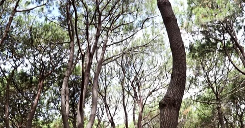 Tall trees in moody forest with sunlight shining through in 4K Stock Footage 85310454