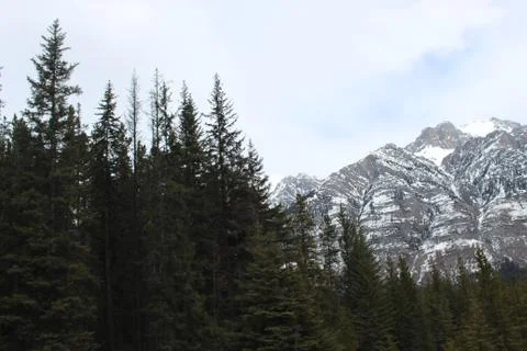 Tall trees with mountains background Stock Photos