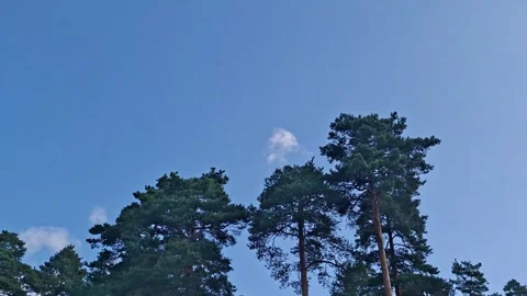 Tall trees move gently as the wind blows through branches Stock Footage 342796772
