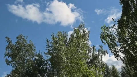 Tall trees move softly in the breeze against a bright blue sky filled with white 動画素材 344527930