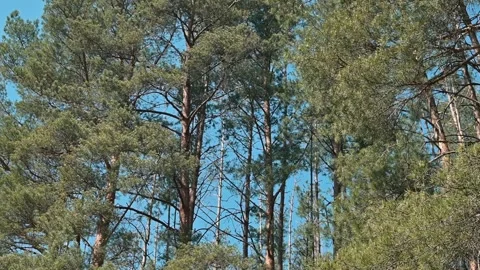 Tall trees moving in the wind beneath a bright blue sky. Stock Footage 339090374