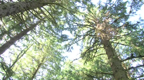 Tall Trees in Old Forest Spin Stock Footage 39759462