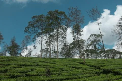 Tall Trees Over Tea Fields Stock Photos