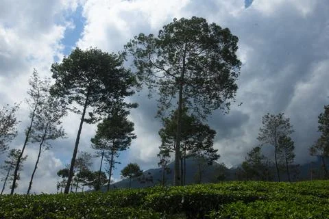 Tall Trees Over Tea Fields Stock Photos