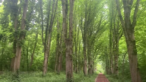 Tall trees in Parc de Sceaux in France Stock-Footage 172302115