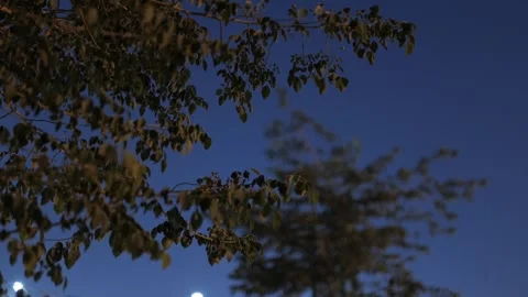 Tall trees in the park. Evening. Stock Footage 264976017
