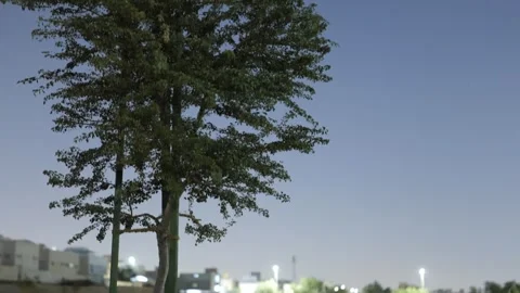 Tall trees in the park. Evening. 動画素材 264976939