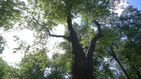 Tall trees in the park 库存影片 108304928