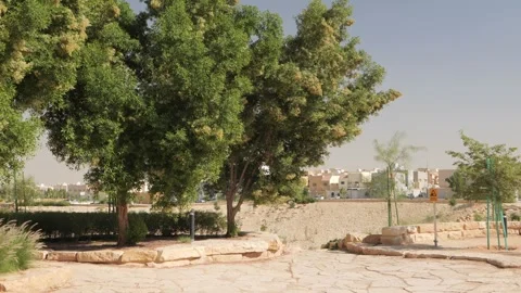 Tall trees in the park Видео 264976087