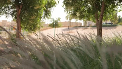 Tall trees in the park Stock Footage 264976458