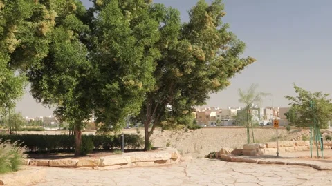 Tall trees in the park 動画素材 268720479