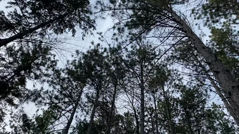 Tall trees pathway Stock Footage 237956021