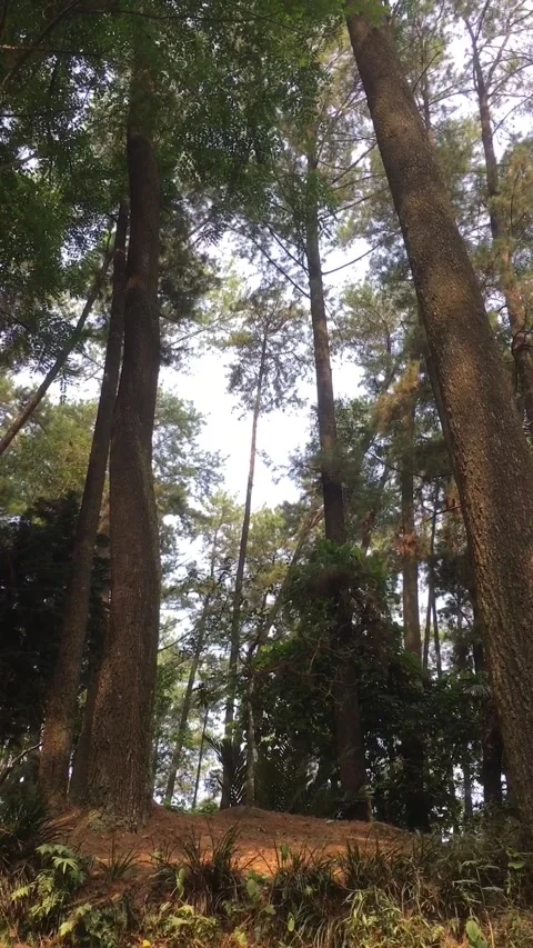Tall Trees in a Peaceful Forest at Mount Kunci, Sumedang, West Java, Indonesia. Видео 344054629
