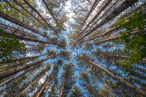 Tall Trees Stock Photos