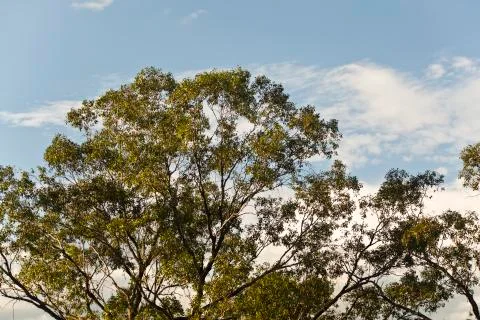 Tall trees Stock Photos