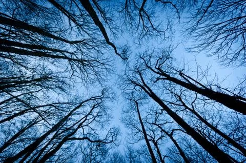 Tall trees 스톡 사진