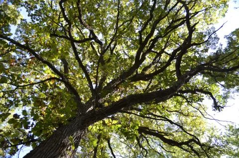 Tall Trees Stock Photos