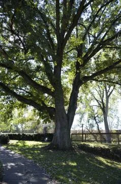 Tall Trees Stock Photos