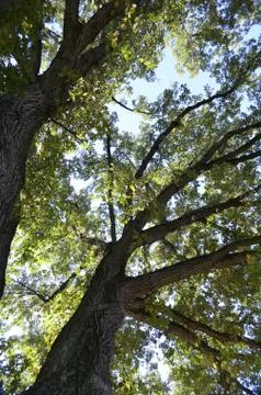 Tall Trees Stock Photos