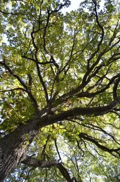 Tall Trees Stock Photos