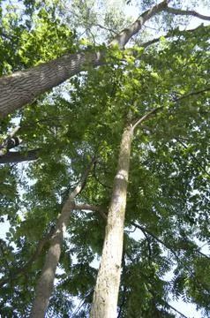 Tall Trees Stock Photos