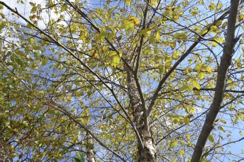 Tall Trees Stock Photos