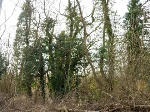 Tall Trees Stock Photos