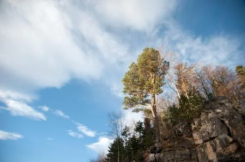 Tall trees Stock Photos