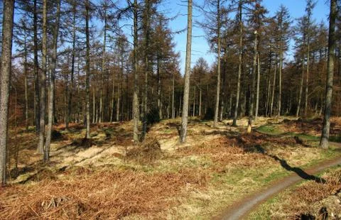 Tall Trees Stockfoto's