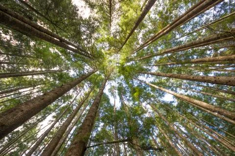 Tall Trees Stock Photos