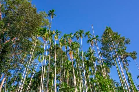 Tall trees Stock Photos
