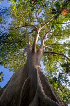 Tall trees Stock Photos