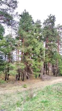 Tall trees Foto stock