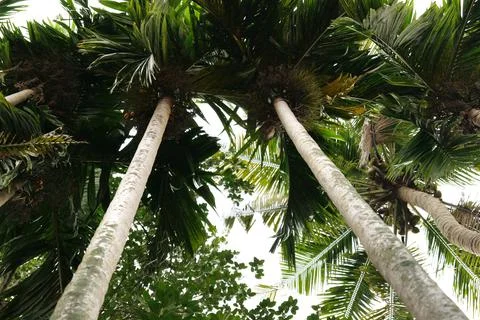 Tall trees Stock Photos