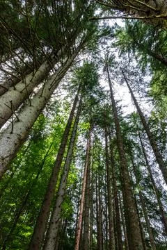 Tall trees Foto stock