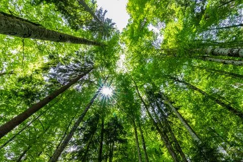 Tall trees Foto stock